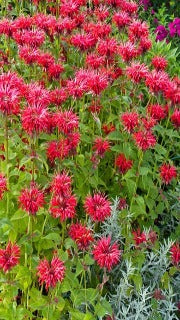Monarda Didyma 'Gardenview Scarlet' (Bee Balm)