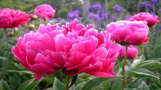 Paeonia 'General MacMahon' (Peony)