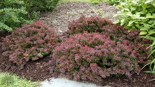 Berberis Thunbergii Royal Burgundy 'Gentry' (Royal Burgundy Barberry)