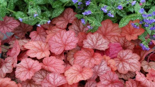 Heuchera x 'Georgia Peach' (Coral Bells)