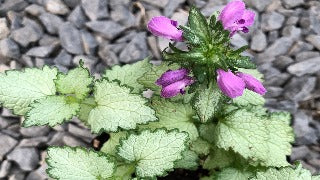 Lamium Maculatum 'Ghost' (Creeping Lamium)