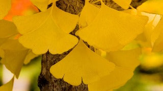 Ginkgo Biloba 'Autumn Gold' (Autumn Gold Maidenhair Tree)