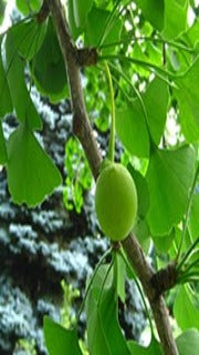 Ginkgo Biloba 'King of Dongting' (King of Dongting Maidenhair Tree)