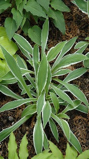 Hosta 'Ginko Craig' (Plantain Lily)