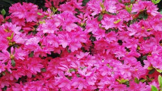 Azalea 'Girard's Fuchsia' (Rhododendron)