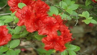 Azalea 'Girard's Hot Shot' (Rhododendron)