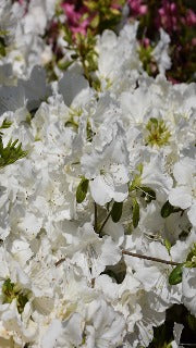 Azalea 'Girard's Pleasant White' (Rhododendron)