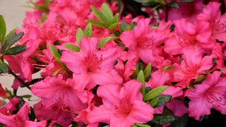 Azalea 'Girard's Rose' (Rhododendron)