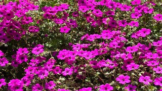 Geranium Cinereum 'Giuseppe' (Dwarf Cranesbill)