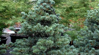 Pinus Cembra 'Glauca' (Blue Swiss Stone Pine)