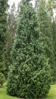 Chamaecyparis Nootkatensis 'Glauca' (Blue Nootka Falsecypress)