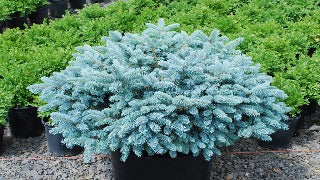 Picea Pungens 'Glauca Globosa' (Globe Blue Spruce)