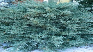 Juniperus x Pfitzeriana 'Pfitzeriana Glauca' (Blue Pfitzer Juniper)