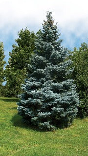 Picea Pungens Var. 'Glauca' (Blue Colorado Spruce)