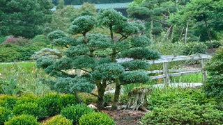 Pinus Parviflora 'Glauca' (Japanese White Pine)