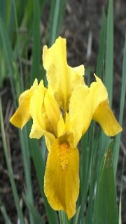 Iris Pumila 'Gleaming Gold' (Standard Dwarf Bearded Iris)