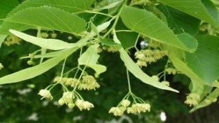 Tilia x Flavescens 'Glenleven' (Glenleven Linden)