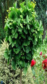 Ginkgo Biloba 'Globosa' (Globe Maidenhair Tree