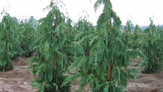 Chamaecyparis Nootkatensis 'Glauca Pendula' (Blue Weeping Cypress)