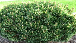 Pinus Mugo 'Gnom' (Gnom Mugo Pine)