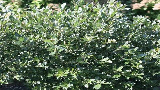 Ilex Verticillata Little Goblin Guy (Little Goblin Guy Winterberry)