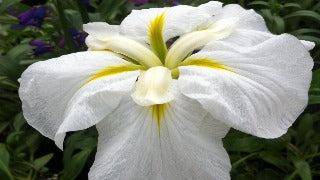 Iris Ensata 'Gold Bound' (Japanese Water Iris)