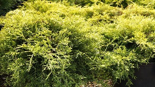 Juniperus Chinensis 'Gold Coast ('Aurea')' Gold Coast Juniper