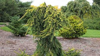 Picea Abies 'Gold Drift' (Gold Drift Norway Spruce)