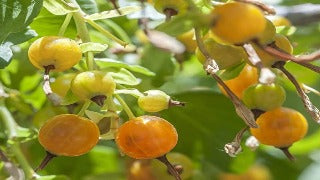 Ribes Aureum (Golden Currant)