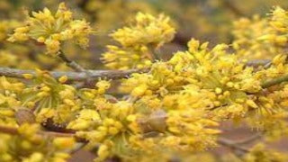 Cornus Mas 'Golden Glory' (Golden Glory Cornelian-Cherry Dogwood)