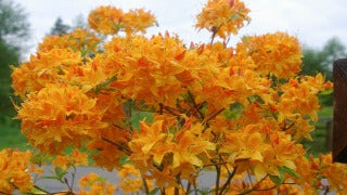 Azalea 'Golden Lights'