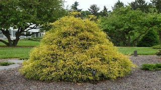 Chamaecyparis Pisifera 'Golden Mops' (Golden Mop Threadleaf Falsecypress)