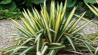 Yucca Filifera 'Golden Sword' (Golden Sword Yucca)