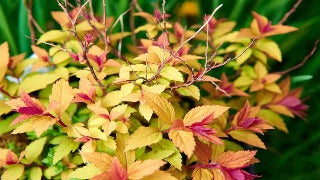 Spiraea Japonica 'Goldflame' (Goldflame Spirea)