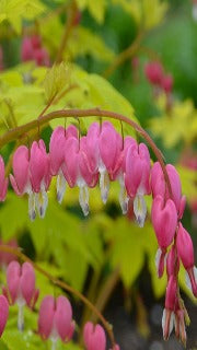 Dicentra Spectabilis 'Gold Heart' (Bleedingheart)