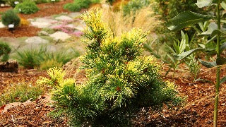 Pinus Parviflora 'Goldilocks' (Goldilocks Japanese White Pine)