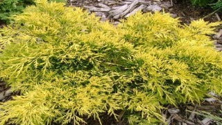 Juniperus Chinensis 'Gold Lace' (Gold Lace Juniper)