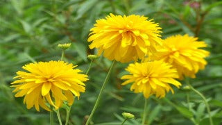 Rudbeckia 'Goldquelle' (Double Cone Flower)