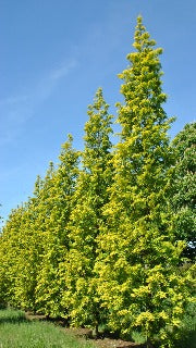 Metasequoia Glyptostroboides 'Gold Rush' (Gold Rush Dawn Redwood)