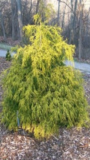 Chamaecyparis Pisifera 'Gold Spangle' (Gold Spangle Falsecypress)