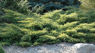 Juniperus Chinensis 'Gold Star ('Bakaurea')' (Gold Star Juniper)