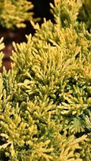 Juniperus Horizontalis 'Gold Strike' (Gold Strike Creeping Juniper)