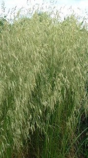 Deschampsia Cespitosa Gold Veil (Gold Veil Tufted Hair Grass)