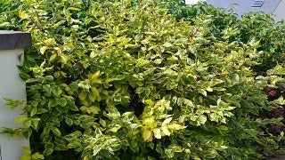 Cornus Alba 'Gouchaultii' (Goldenleaf Dogwood)