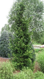 Chamaecyparis Obtusa 'Gracilis' (Slender Hinoki Falsecypress)