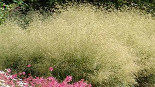 Deschampsia Cespitosa Gold Dew (Gold Dew Tufted Hair Grass)