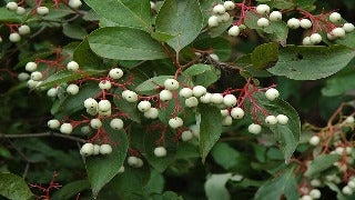 Cornus Racemosa (Gray Dogwood)