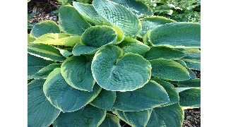 Hosta 'Great Arrival' (Plantain Lily)