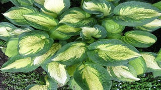 Hosta 'Great Expectations' (Plantain Lily)