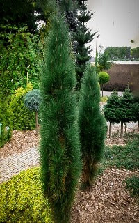 Pinus Nigra 